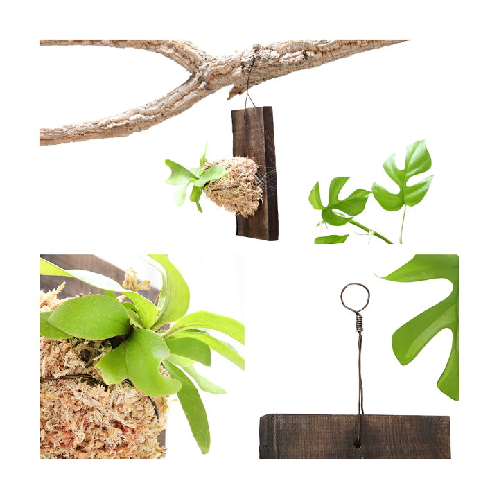 楽天市場 観葉植物 動画で作る 体験キット１５ コウモリランの焼栗板ハンギング Charm 楽天市場店