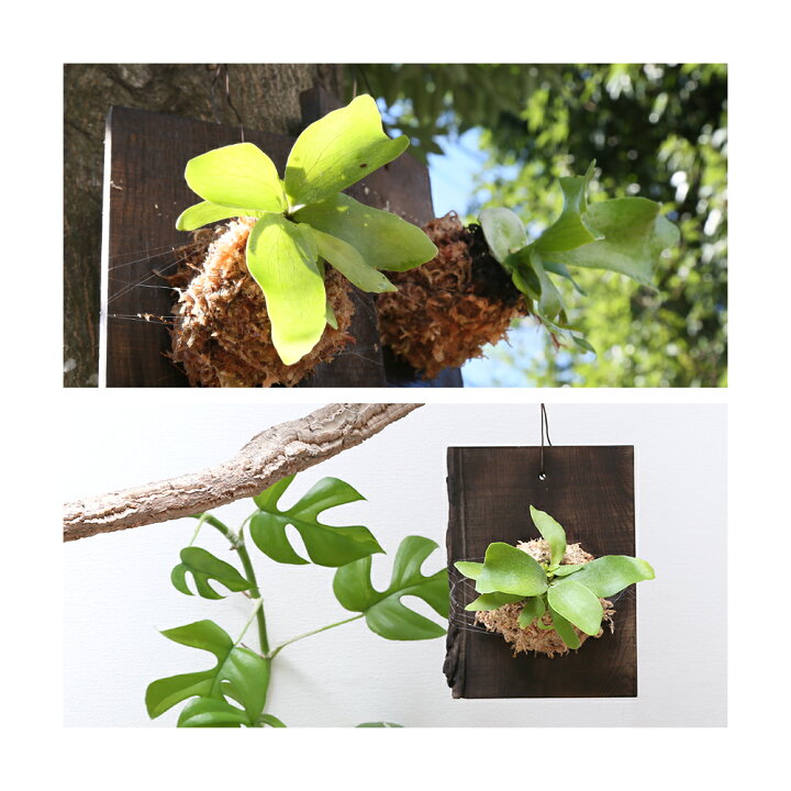 楽天市場 観葉植物 動画で作る 体験キット１５ コウモリランの焼栗板ハンギング Charm 楽天市場店