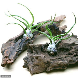 iϗtAjGA[vc@`WA@u{[T@~jؕti1j