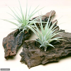 iϗtAjGA[vc@`WA@GXsm[T@~jؕti1j