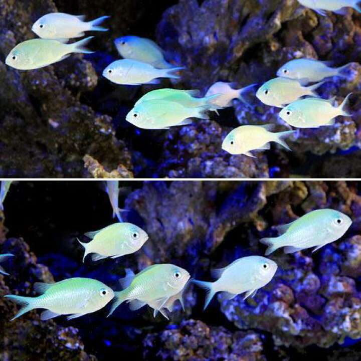 楽天市場 海水魚 デバスズメダイ ｍサイズ ６匹 北海道航空便要保温 Charm 楽天市場店