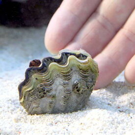 楽天市場 海水魚 シャコガイ 飼育の通販