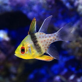 楽天市場 マンジュ 観賞魚 熱帯魚 アクアリウム ペット ペットグッズの通販