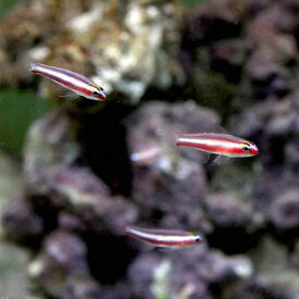 楽天市場 チャーム 海水魚の通販