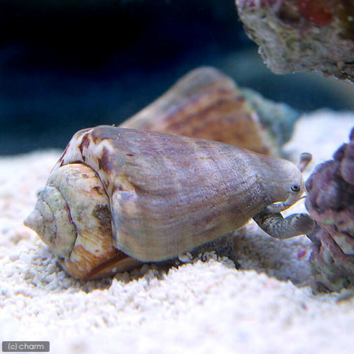 楽天市場 海水魚 貝 マガキ貝 ｍサイズ ６匹 北海道 九州航空便要保温 Charm 楽天市場店