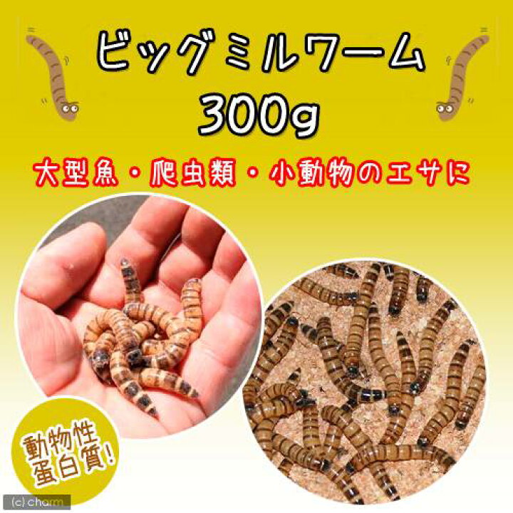 冷蔵☆(生餌)ビッグミルワーム(300g) 活餌別途クール手数料 常温商品同梱不可 charm クール便発送 冷凍ミルワーム 100g×60個