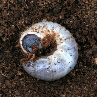 （昆虫）国産カブトムシ　幼虫（2〜3令）（6匹）