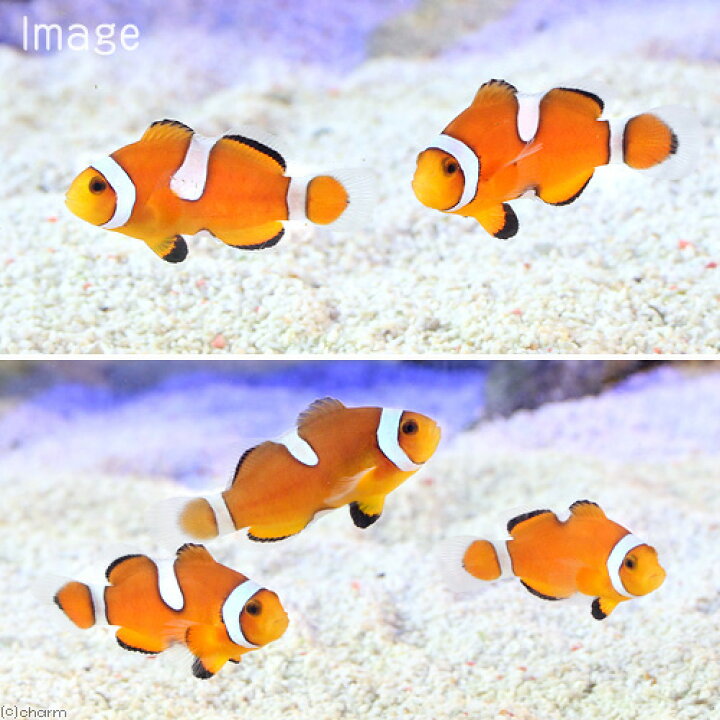 90 Off 海水魚 ブリード カクレクマノミ Sサイズ 3匹 3 4cm前後 生体 Shipsctc Org