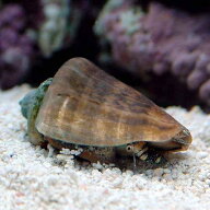 （海水魚）貝　マガキ貝　SSサイズ（3匹）
