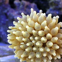 楽天市場】ハタゴイソギンチャク（観賞魚｜熱帯魚・アクアリウム 