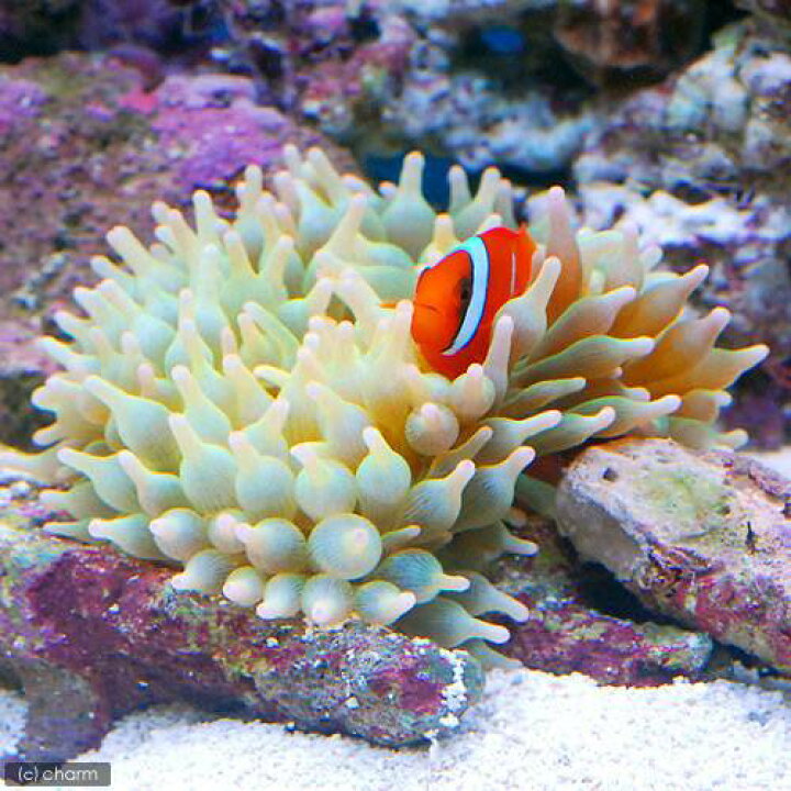 楽天市場 海水魚 サンゴイソギンチャク ｍサイズ ２匹 無脊椎動物 Charm 楽天市場店
