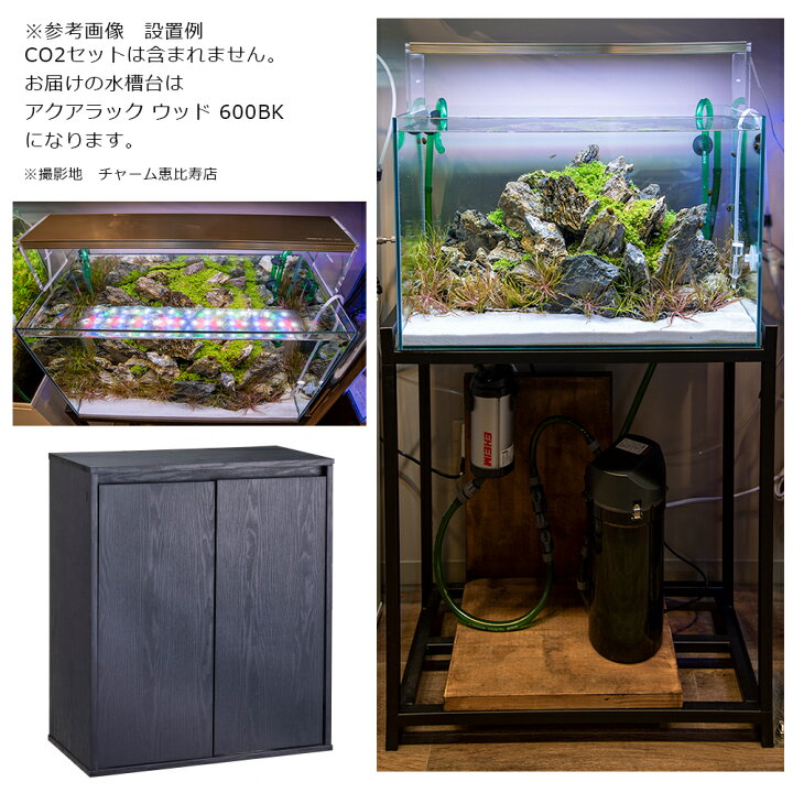 楽天市場 熱帯魚 水草 青の絶壁 水槽セット ネオンテトラ 水草付き 本州四国限定 Charm 楽天市場店