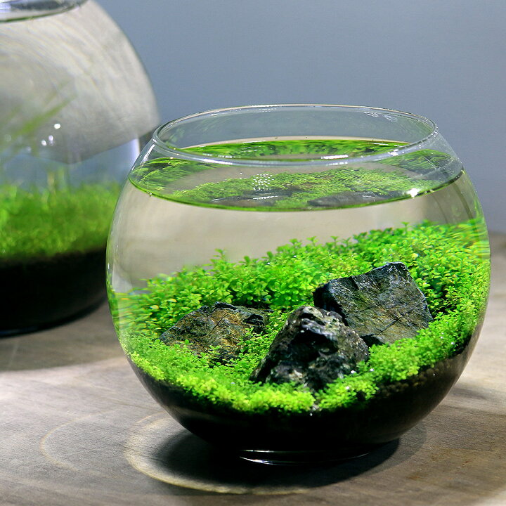 水草 風山石と組織培養キューバパールグラス ３０ｃｍキューブ水槽用レイアウトセット 本州四国限定 無農薬