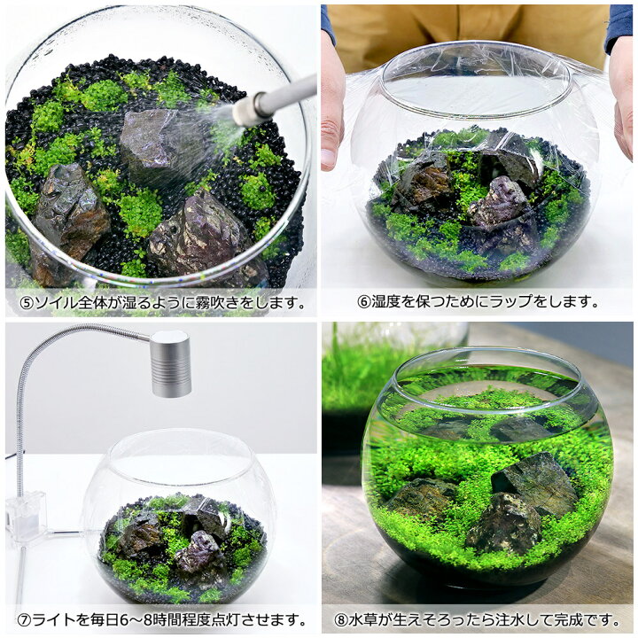 楽天市場 水草 本格派ボトルアクアの基礎 キューバパールグラスの草原 本州四国限定 関東当日便 Charm 楽天市場店