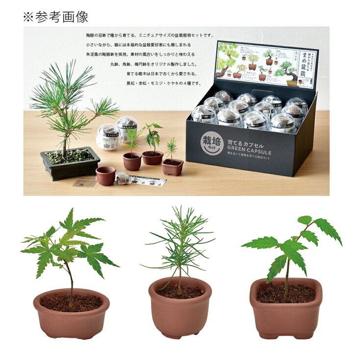 楽天市場】聖新陶芸 育てるカプセル GREEN CAPSULE 栽培 