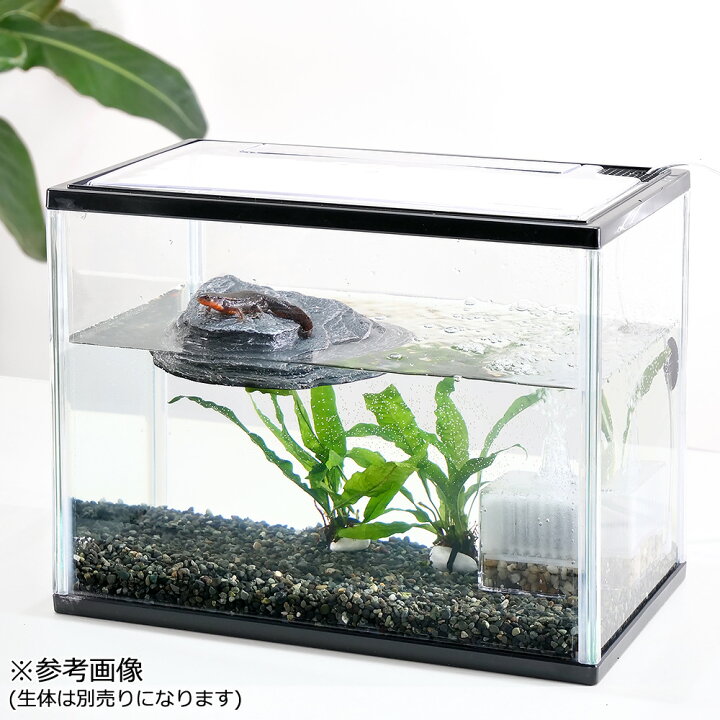 楽天市場 水草 アカハライモリ 飼育観察セット 本州四国限定 Charm 楽天市場店