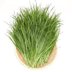 iϗtAjY@ƂꂽĐq@C^ACOX@500g@@K@USAYAMA