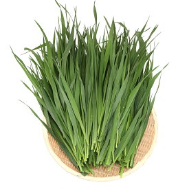 （観葉植物）国産　とれたて生牧草　オーツヘイ　500g　うさぎ　陸ガメ　USAYAMA