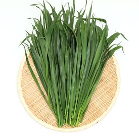 （観葉植物）国産　とれたて生牧草　オーツヘイ　100g　うさぎ　陸ガメ　USAYAMA