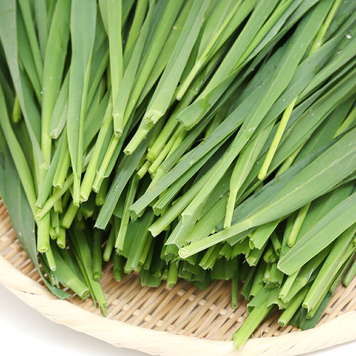 生牧草スーダングラスコンパクトボックス 通販