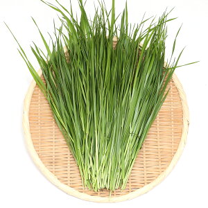 iϗtAjY@ƂꂽĐq@C^ACOX@100g@@K@USAYAMA