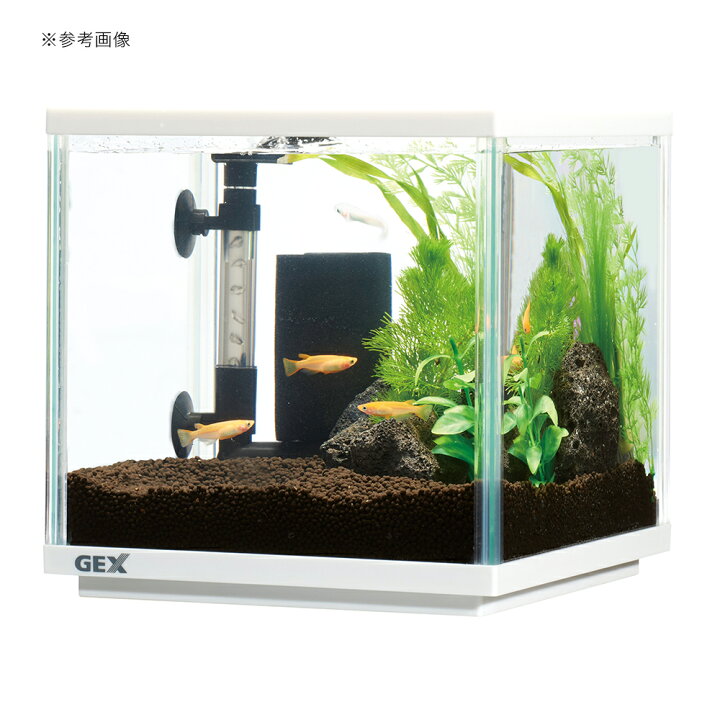 楽天市場】GEX メダカ元気 メダカのための水槽セット 
