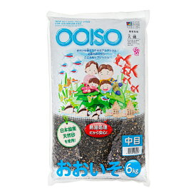 シンセー　大磯　中目　6kg　お一人様3点限り　関東当日便