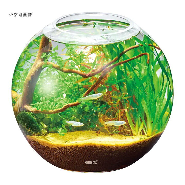 楽天市場】GEX グラスアクア スフィア N 22cm テラリウム 小型 
