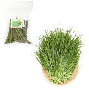 iϗtAjY@󂠂ppČs60g{ƂꂽĐqC^ACOX500g@@USAYAMA