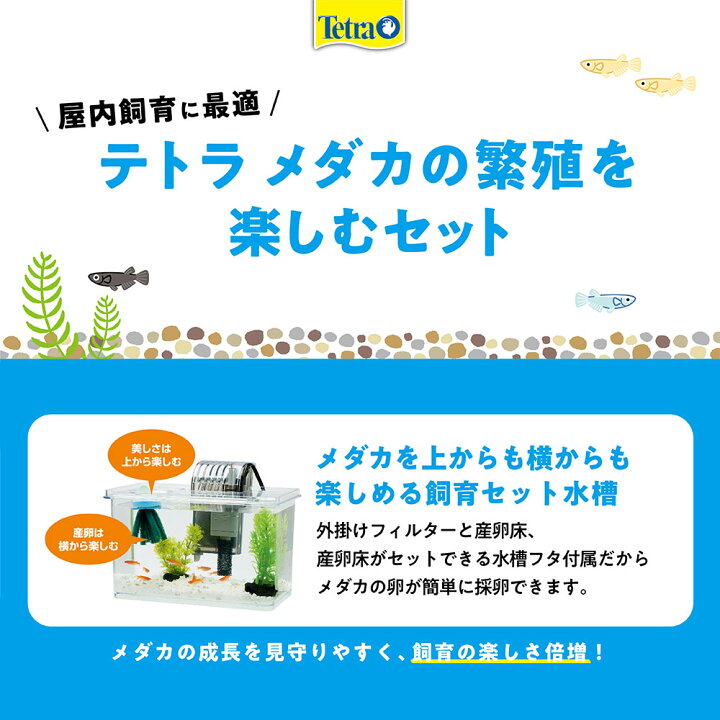 楽天市場】テトラ メダカの繁殖を楽しむセット L お一人様2点限り メダカ 室内 飼育セット 水槽 関東当日便 : charm 楽天市場店 楽天市場】テトラ メダカの繁殖を楽しむセット L お一人様2点限り メダカ 室内 飼育セット 水槽 関東当日便 : charm 楽天市場店