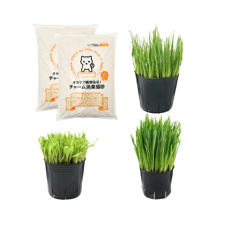 楽天市場 観葉植物 人気の猫草3種類 おからで瞬間吸収 チャーム消臭猫砂 6l 2袋 猫砂 猫草 無農薬 Charm 楽天市場店 楽天市場 観葉植物 人気の猫草3種類 おからで瞬間吸収 チャーム消臭猫砂 6l 2袋 猫砂 猫草 無農薬 Charm 楽天市場店