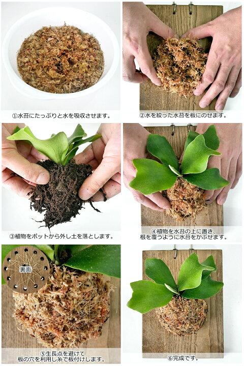 楽天市場】（観葉植物）ビカクシダ板付けセット コウモリラン 壁掛け  