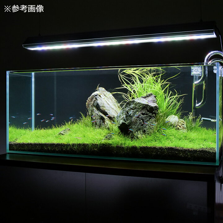 楽天市場 水草 水草の草原レイアウトセット ９０ｃｍスリム水槽用 水草と石セット 本州四国限定 Charm 楽天市場店