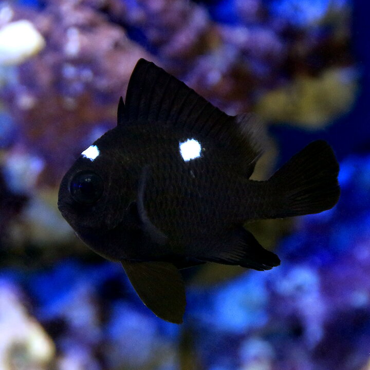 楽天市場 海水魚 ミツボシクロスズメダイ ５匹 Charm 楽天市場店