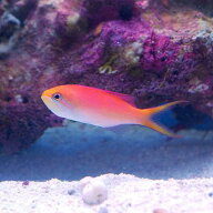 （海水魚）アカネハナゴイ（5匹）　北海道・九州航空便要保温