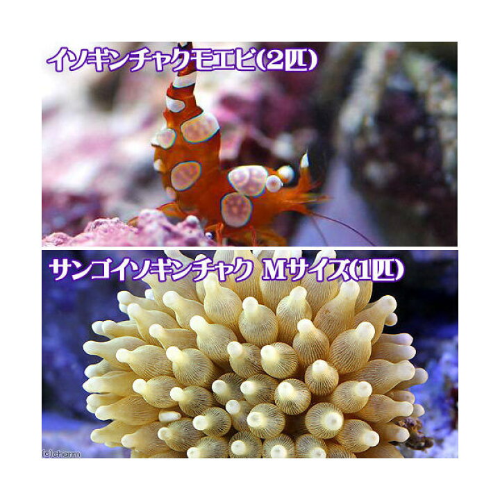 楽天市場 海水魚 エビ サンゴイソギンチャク １匹 イソギンチャクモエビ ２匹 セット 北海道 九州航空便要保温 Charm 楽天市場店
