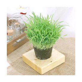 ペットグラス用　木製スタンド　クリアコート　関東当日便