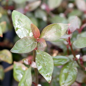 ijAeie@CL[@uOfbgitji_ji10{j