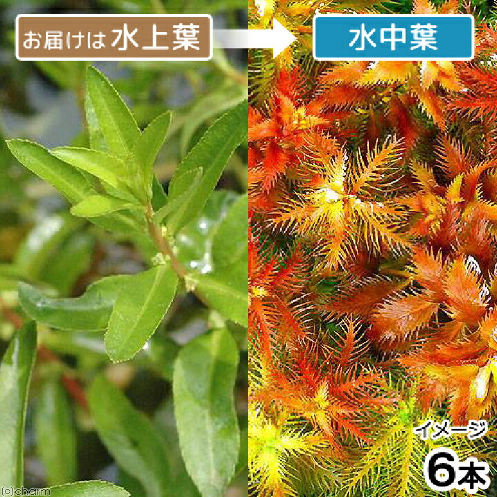 楽天市場】（水草）プロセルピナカ パルストリス キューバ（水上葉 
