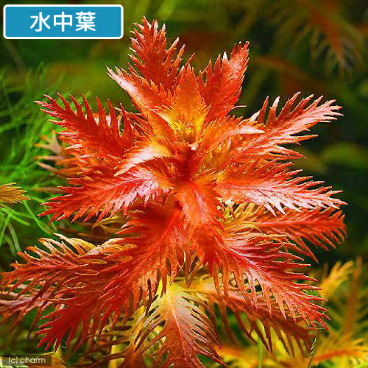楽天市場】（水草）プロセルピナカ パルストリス キューバ（水上葉 