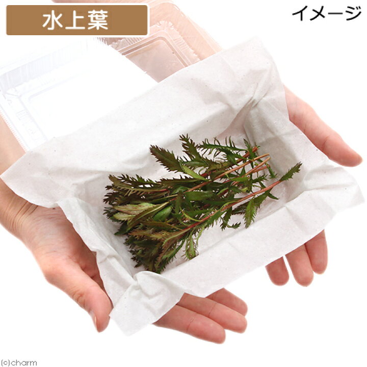 楽天市場 水草 プロセルピナカ パルストリス キューバ 水上葉 無農薬 ６本 北海道航空便要保温 Charm 楽天市場店