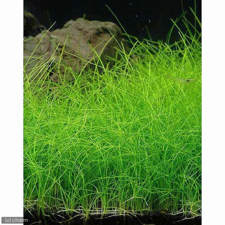 楽天市場 水草 ヘアーグラス 水上葉 無農薬 ４束分 北海道航空便要保温 Charm 楽天市場店