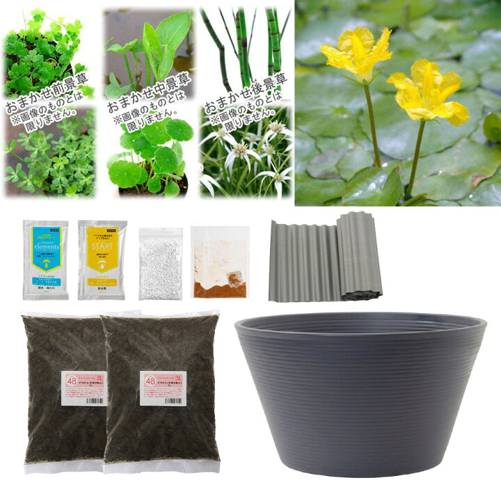 楽天市場 ビオトープ 水辺植物 ビオトープレイアウトセット アサザ 水辺植物３種 あぜなみ付 本州四国限定 お一人様１点限り 休眠株 Charm 楽天市場店