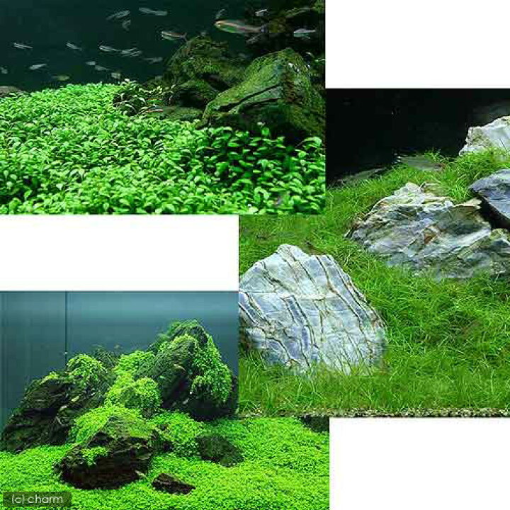 楽天市場 水草 前景 水上葉 無農薬 ３種 グロッソスティグマ １ キューバパールグラス １ ヘアーグラス ショート １ 北海道航空便要保温 Charm 楽天市場店