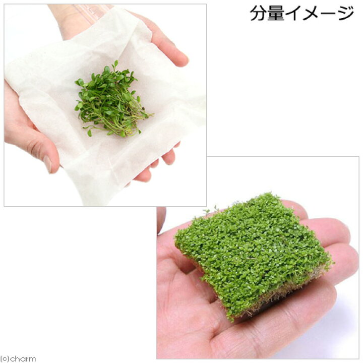 楽天市場 水草 前景草 水上葉 無農薬 ２種セット グロッソスティグマ 半パック分 キューバパールグラス キューブｌ １個 北海道航空便要保温 Charm 楽天市場店