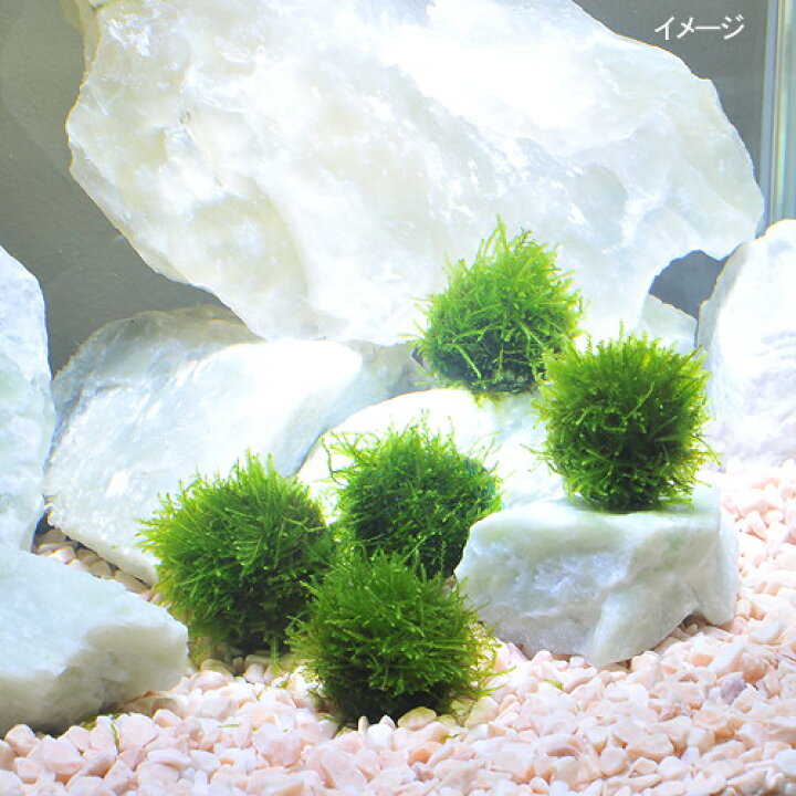 楽天市場 水草 育成済 ウィローモス ボール 水中葉 無農薬 5個 Charm 楽天市場店 楽天市場 水草 育成済 ウィローモス ボール 水中葉 無農薬 5個 Charm 楽天市場店