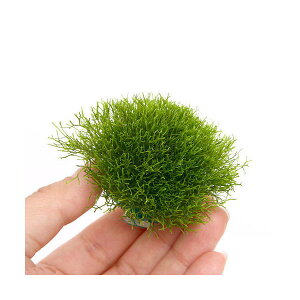 ij琬ρ@VA@{[itji_ji3j@kCEBq֗vۉ