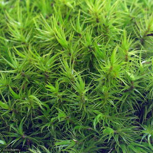 ieEjہ@g[@Vb|SP@g[1@36×27cm