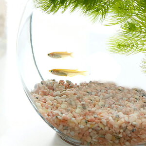 アクアリウム水槽 おうち時間の充実 自宅で簡単アクアリウム かわいいメダカを鑑賞するおしゃれな水槽のおすすめランキング わたしと 暮らし