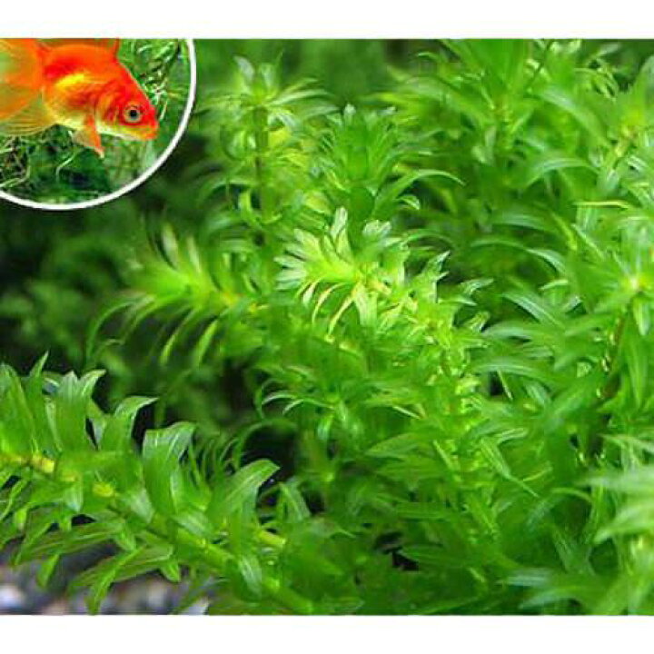 楽天市場 水草 メダカ 金魚藻 エサ用アナカリス ５０本 北海道航空便要保温 Charm 楽天市場店